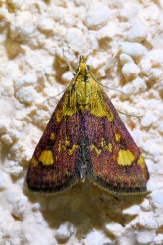 Réf. 334 597 : Pyrausta aurata